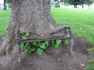 bench in tree